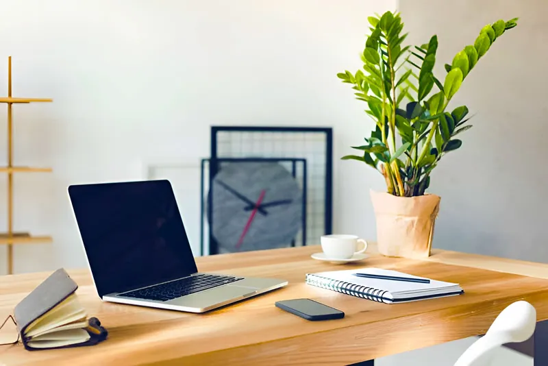 Cây kim tiền trên bàn làm việc