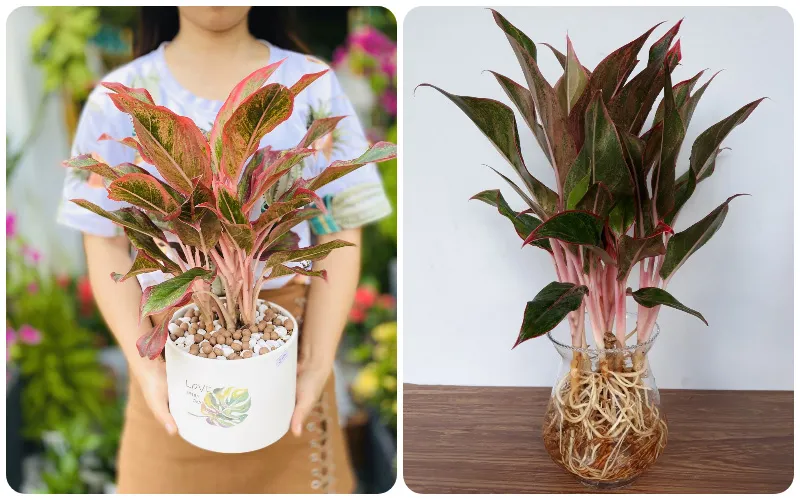 Cây phú quý để bàn văn phòng