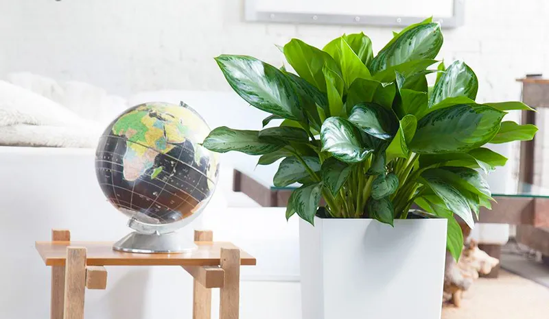 Cây bạch mã hoàng tử