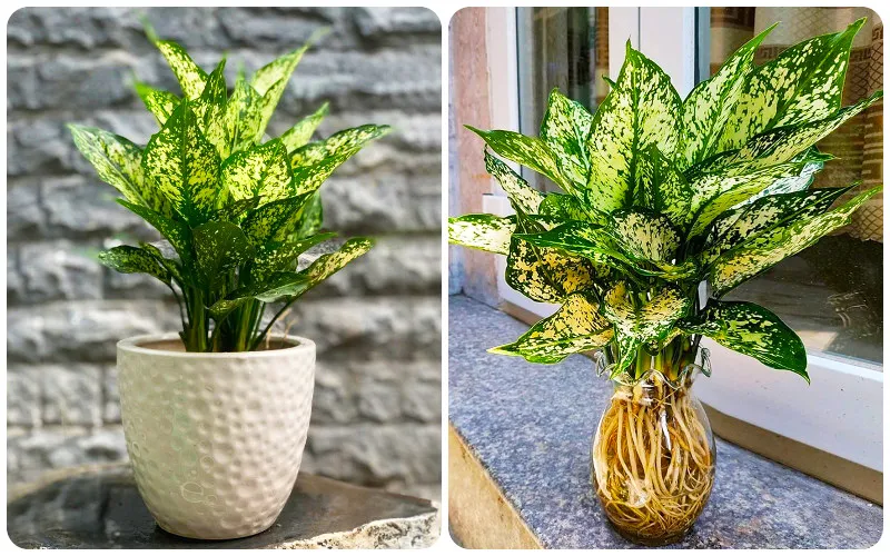 Cây ngọc ngân là cây văn phòng được yêu thích nhất