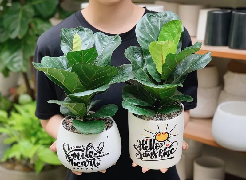 Cây bàng Singapore