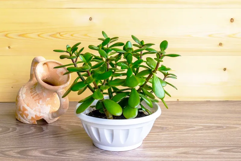 Cây ngọc bích để bàn làm việc