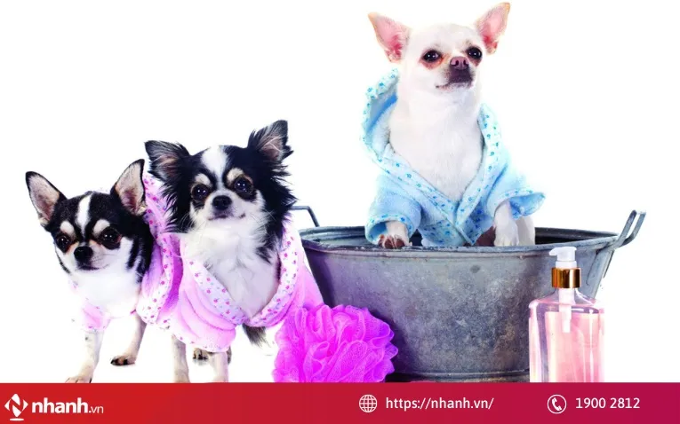 Spa thú cưng
