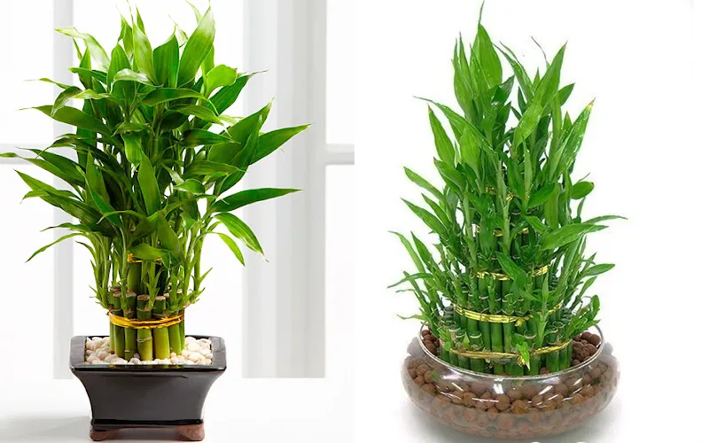 Cây phát dụ để bàn văn phòng