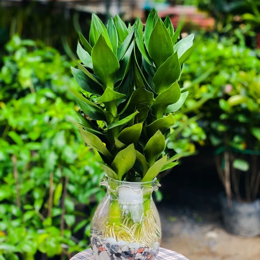 Phát Tài Búp Sen mang ý nghĩa thanh khiết