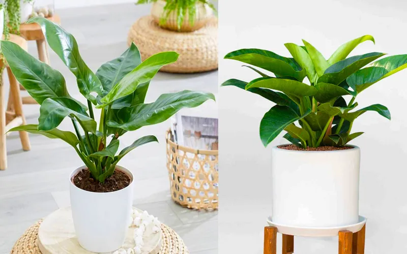 Cây đại đế vương