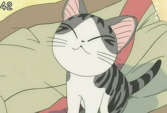 Mèo Chi với đôi mắt to tròn lấp lánh sự tò mò về thế giới