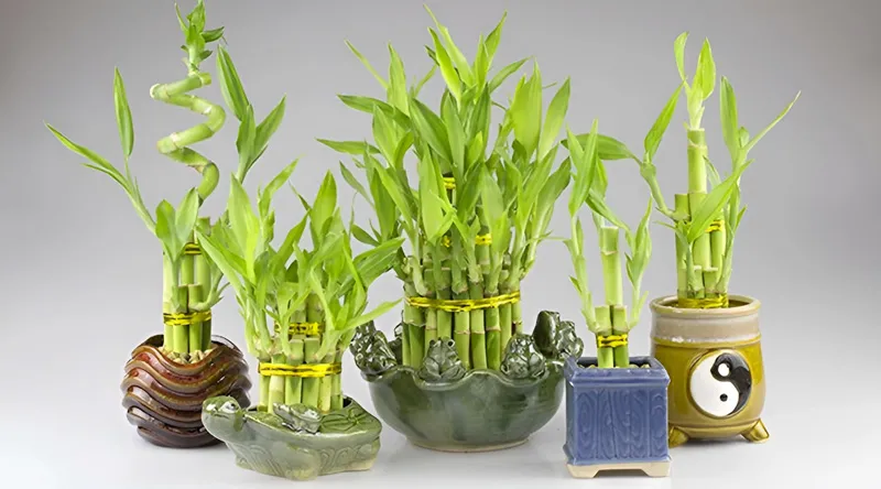 Cây đề văn phòng phát lộc