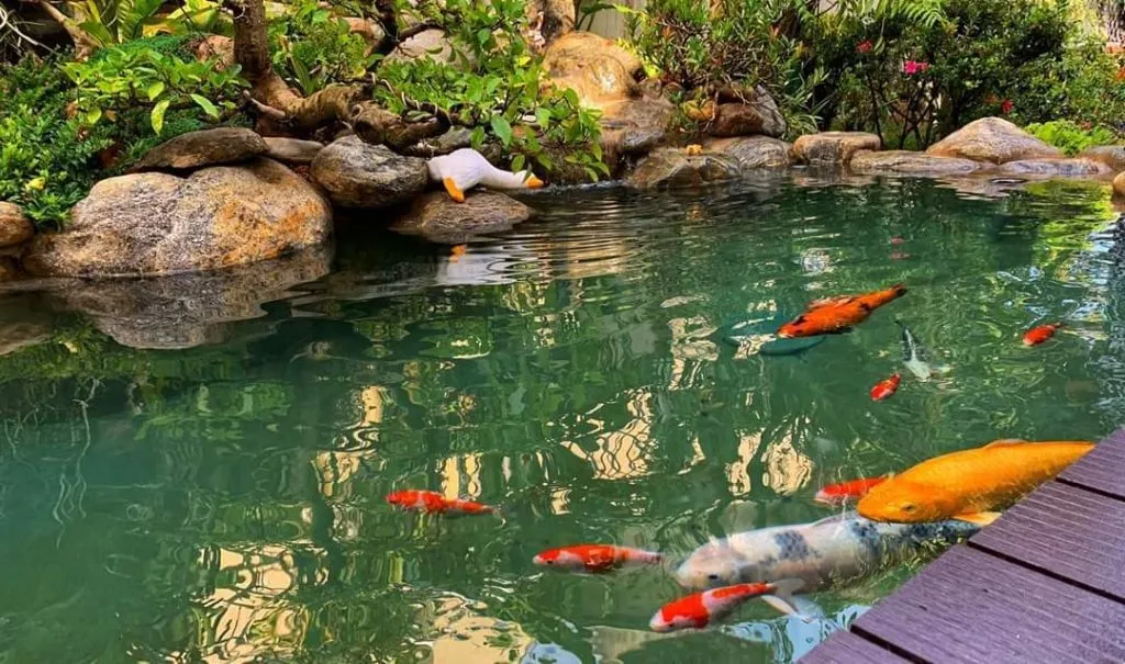 Tư vấn chọn đá trang trí hồ cá mini phù hợp