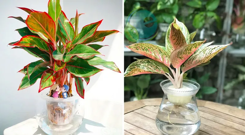 Cây thịnh vượng