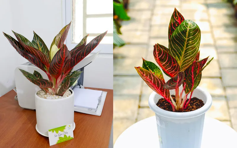 Cây bao thanh thiên