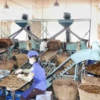 Máy tách hạt điều