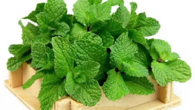 cây bạc hà giúp đuổi muỗi