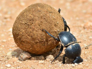 Bọ cánh cứng Onthophagus Taurus