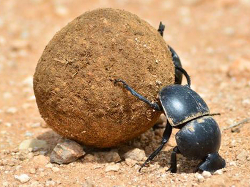Bọ cánh cứng Onthophagus Taurus