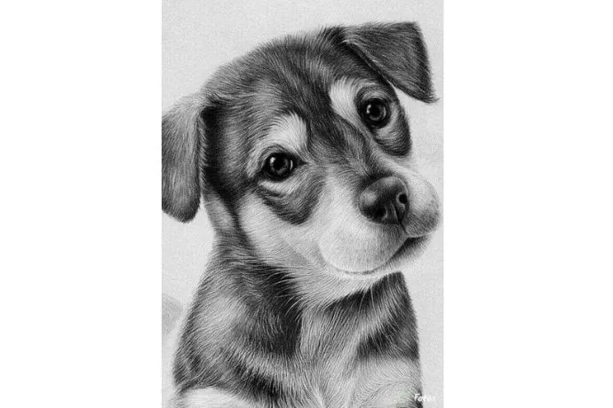 Bức tranh vẽ chì chú chó với ánh nhìn trung thành và bộ lông chân thực