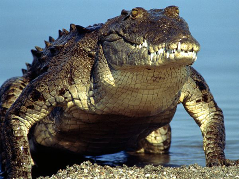 Cá sấu đầm lầy Crocodylus palustris