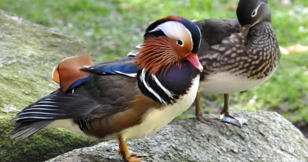 Cặp đôi vịt uyên ương cùng nhau đi dạo bên bờ biển