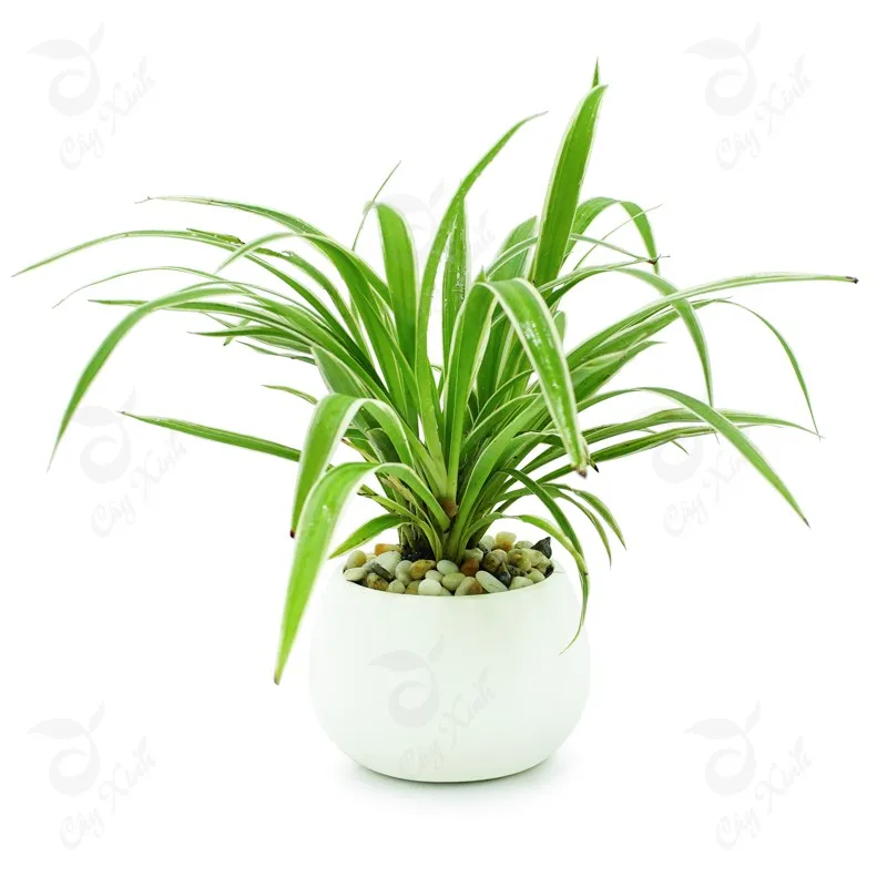 cây dây nhện thích hợp đặt trong phòng ngủ