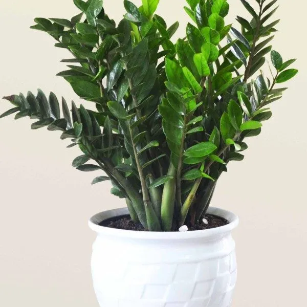 cây kim tiền không nên đặt trong phòng ngủ