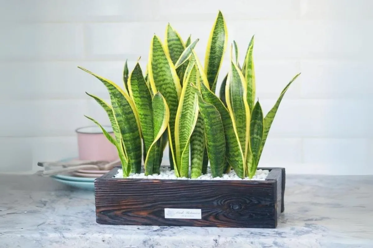 Cây lưỡi hổ trang trí bàn làm việc mệnh Thổ