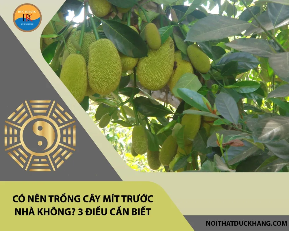 Cây mít trước nhà