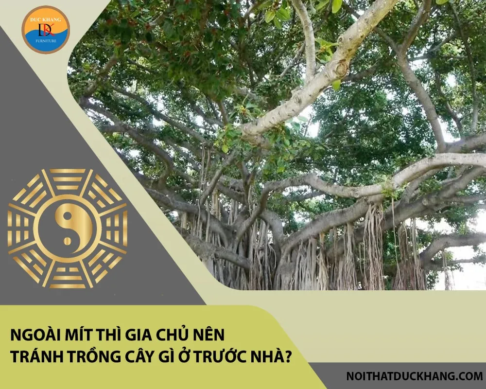 Các loại cây không nên trồng trước nhà