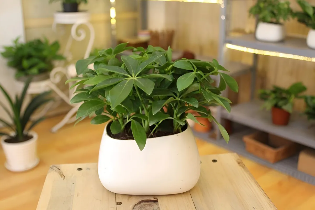 Cây ngũ gia bì trang trí bàn làm việc mệnh Thổ