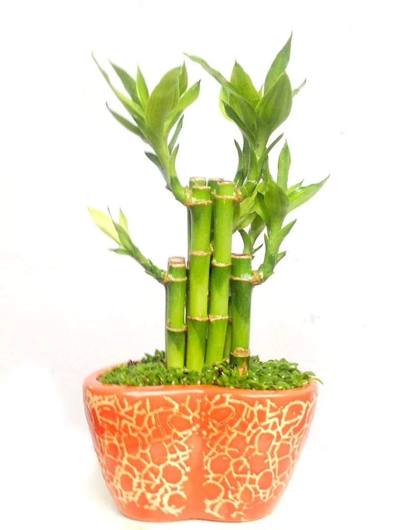 cây phát tài không nên đặt trong phòng ngủ