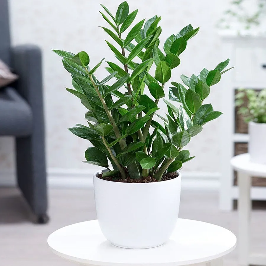 Cây Kim Tiền giúp thu hút tiền tài và sự may mắn cho gia chủ