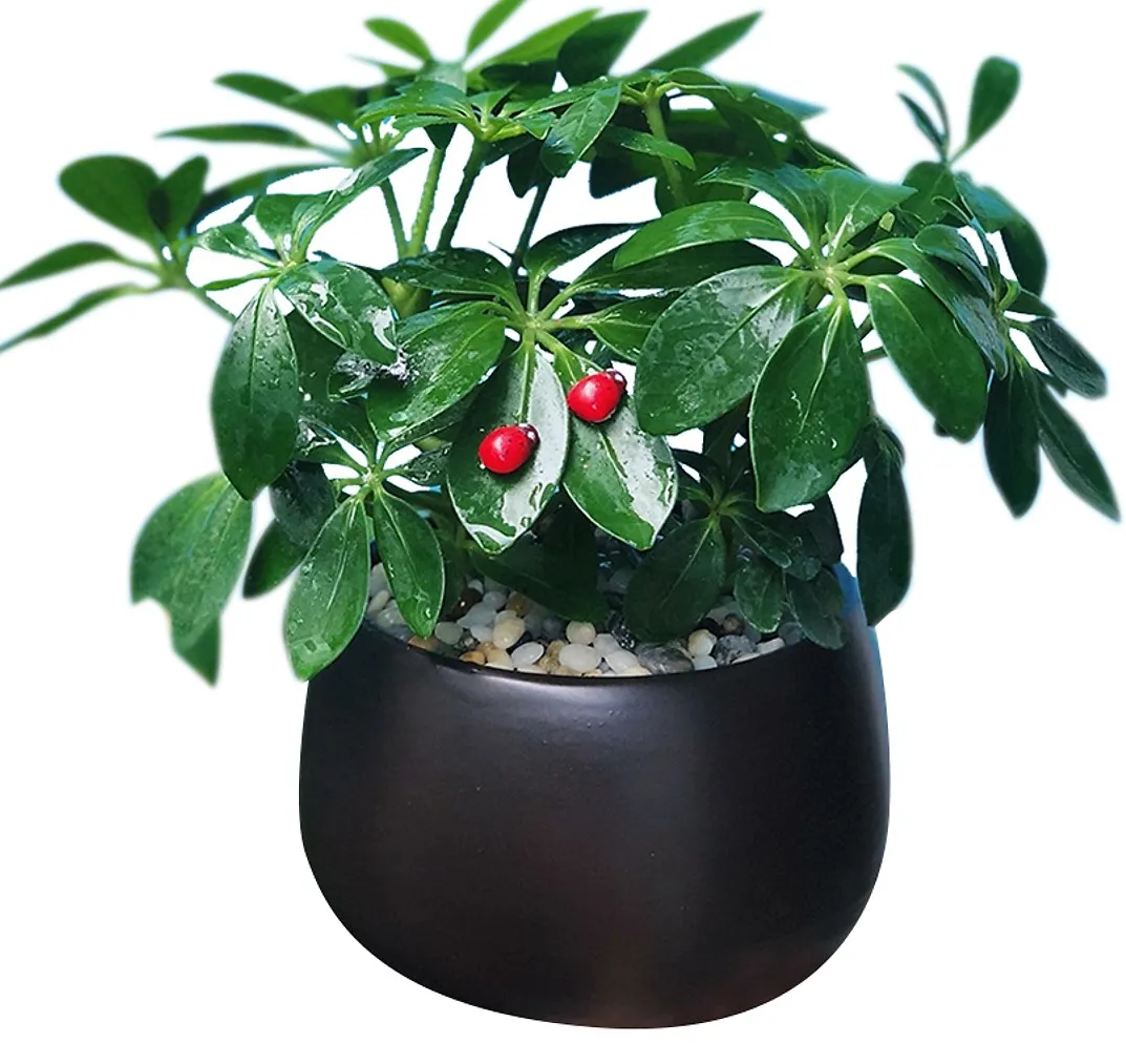 Tổng hợp cây phong thủy tuổi Mậu Dần giúp chiêu tài