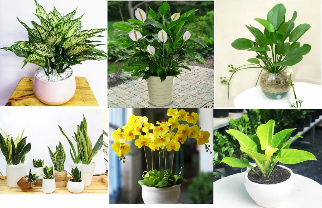 Cây cảnh hợp mệnh Kim cho người tuổi Nhâm Dần