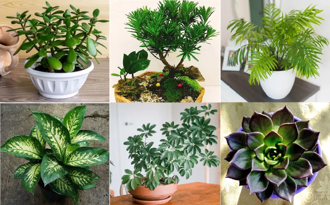 Không gian xanh phong thủy cho người tuổi Canh Dần