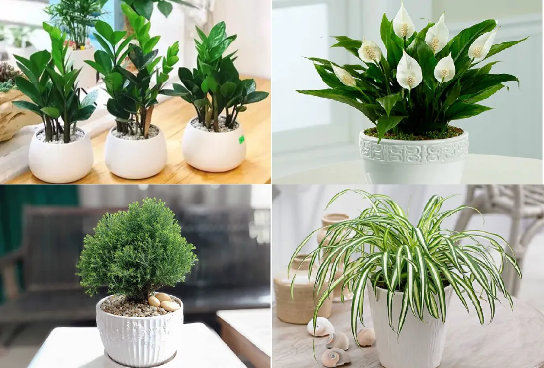 Cây thủy sinh mang lại vận may cho tuổi Giáp Dần