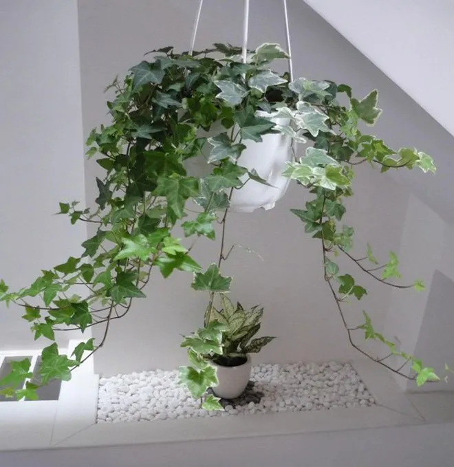 cây thường xuân giúp lọc khí