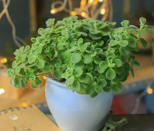 cây nhất mạt hương