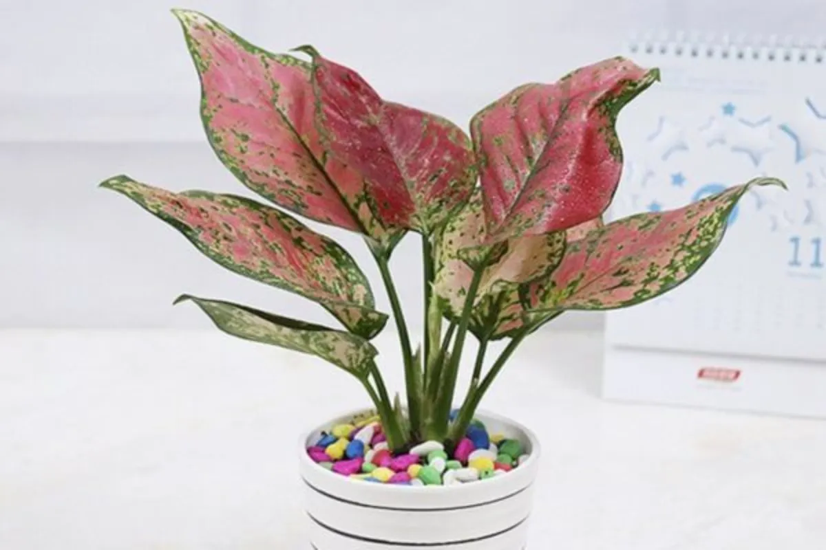 Cây vạn lộc đỏ trang trí bàn làm việc mệnh Thổ