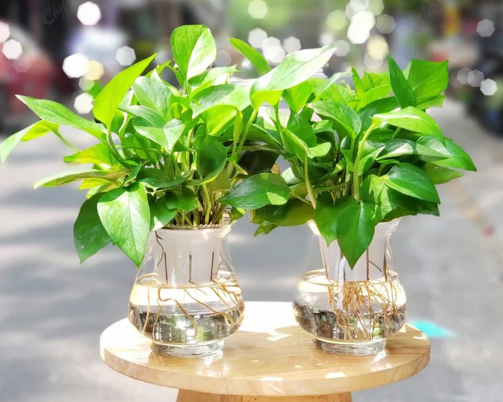 Vạn Niên Thanh - cây phong thủy văn phòng