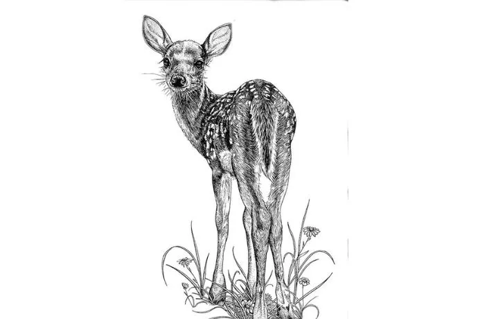 Chú nai hiện lên đầy thanh thoát trong một bức họa bằng bút chì tinh xảo