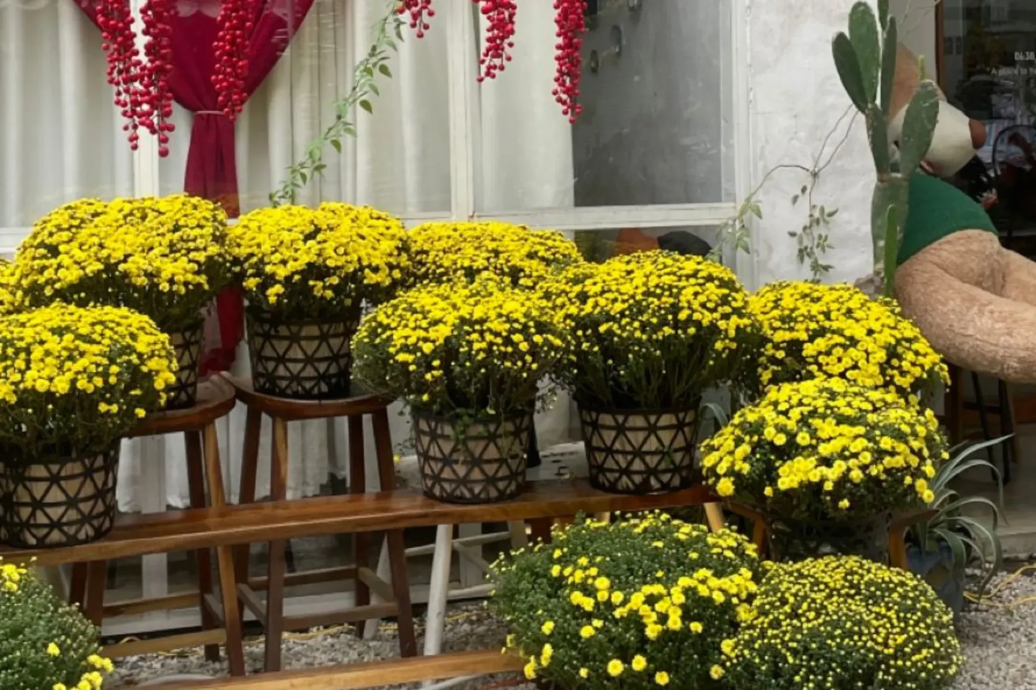 Sắp xếp chậu hoa cúc vàng theo lớp tạo chiều sâu sân vườn.