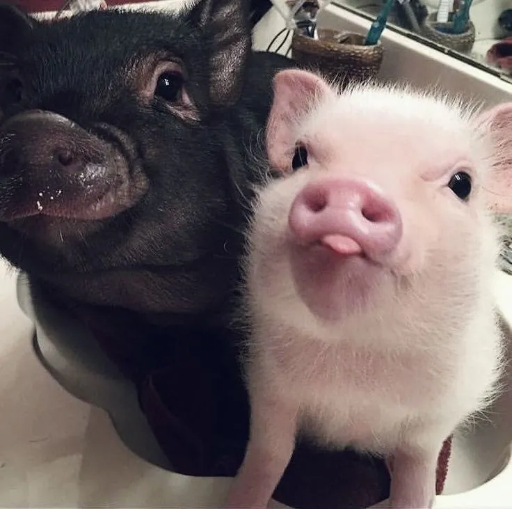 Cặp đôi động vật trong rừng cổ tích