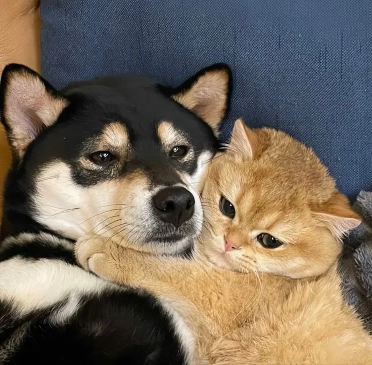 Động vật hoạt hình phong cách hiện đại