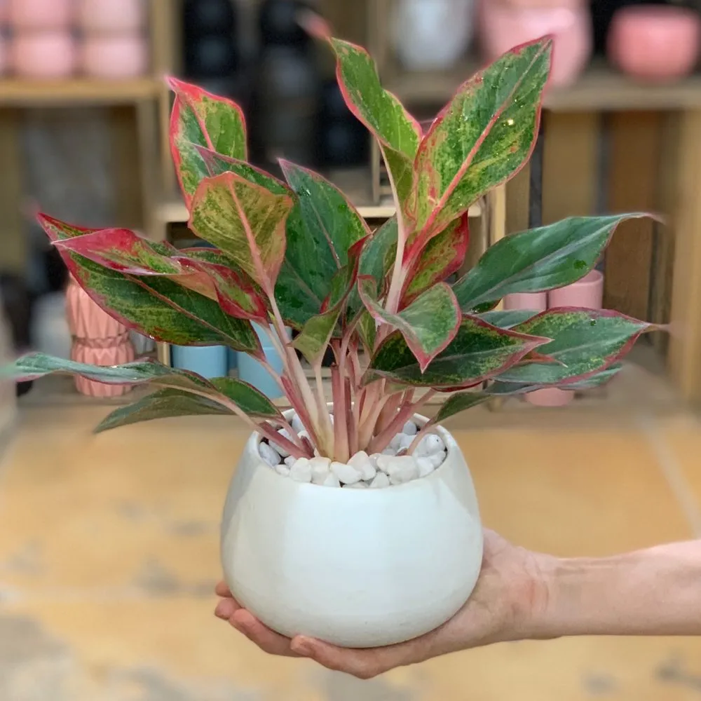 Cây Phú Quý mang ý nghĩa giàu sang