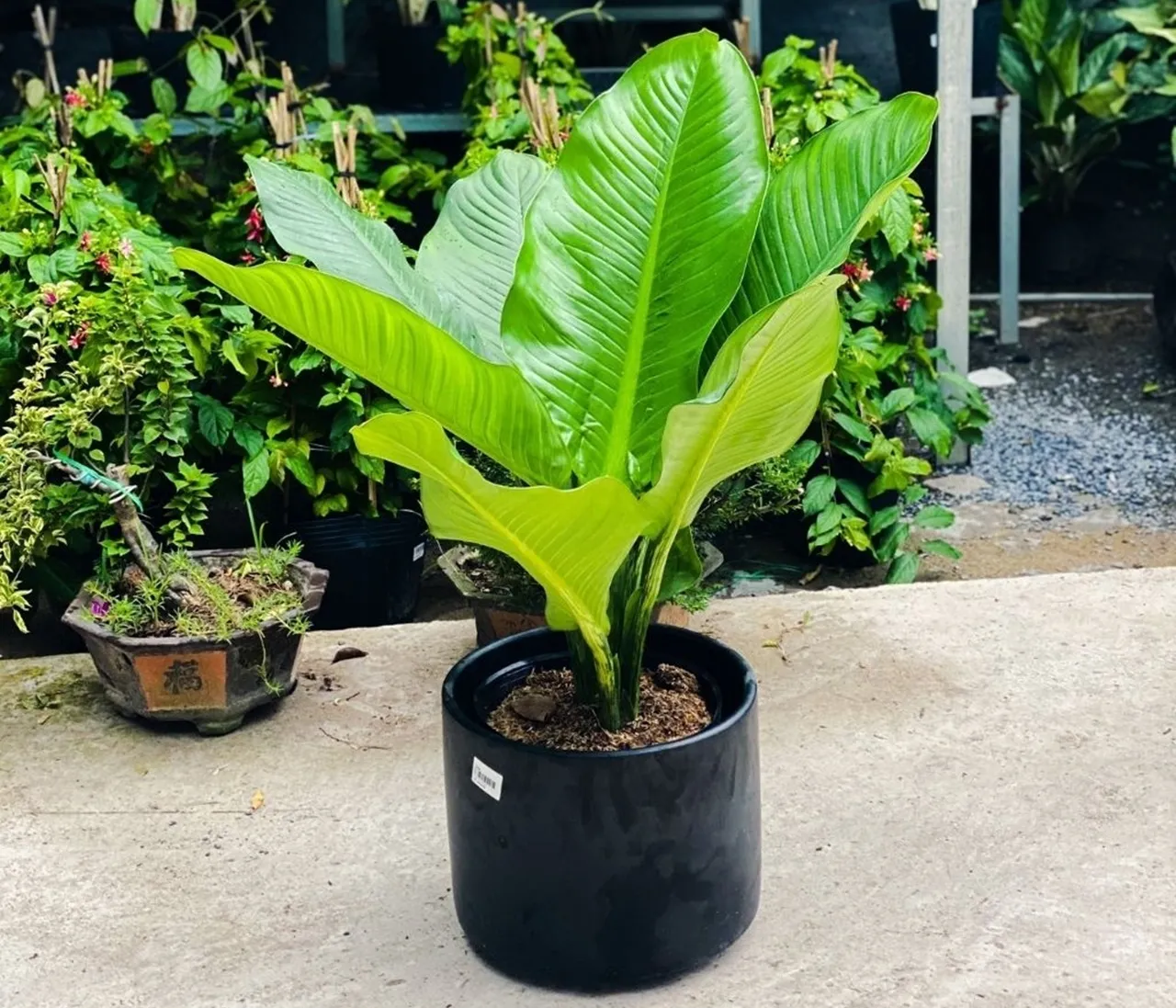 Đại Phú Gia - cây phong thủy cho người kinh doanh