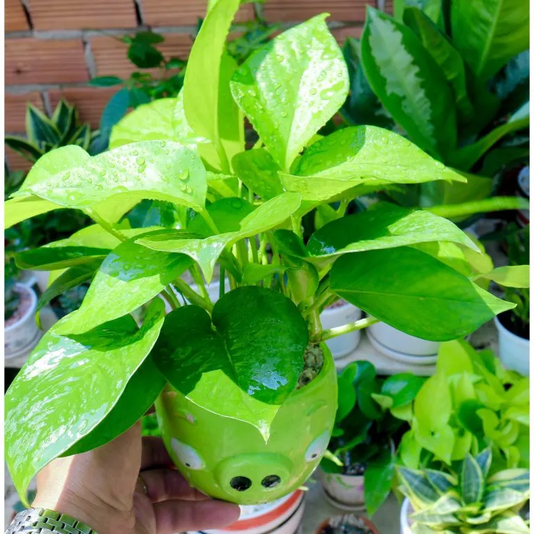 Cây Trầu Bà - loại cây phong thủy mang tài lộc