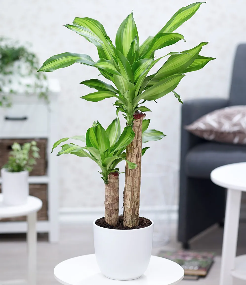 Cây Phát Tài - biểu tượng thành công