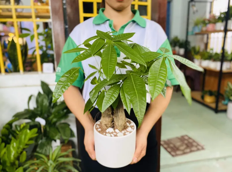 Kim Ngân - cây cân bằng ngũ hành