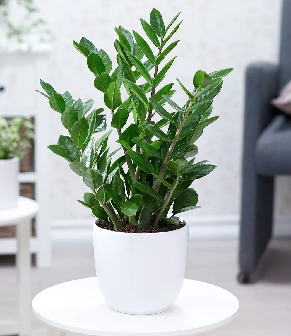 Cây Kim Tiền - biểu tượng phát tài