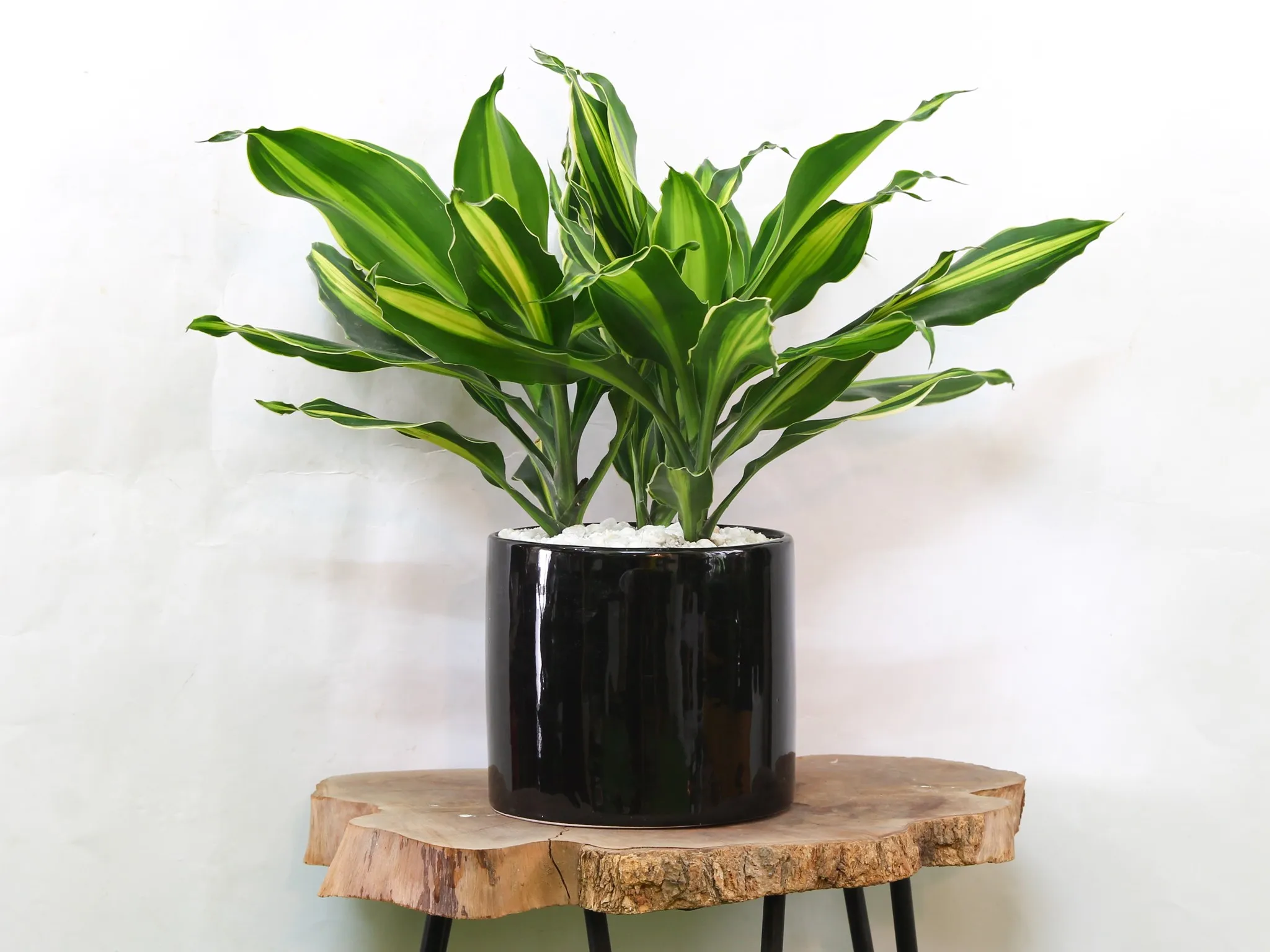 Thiết Mộc Lan với hương thơm dịu nhẹ