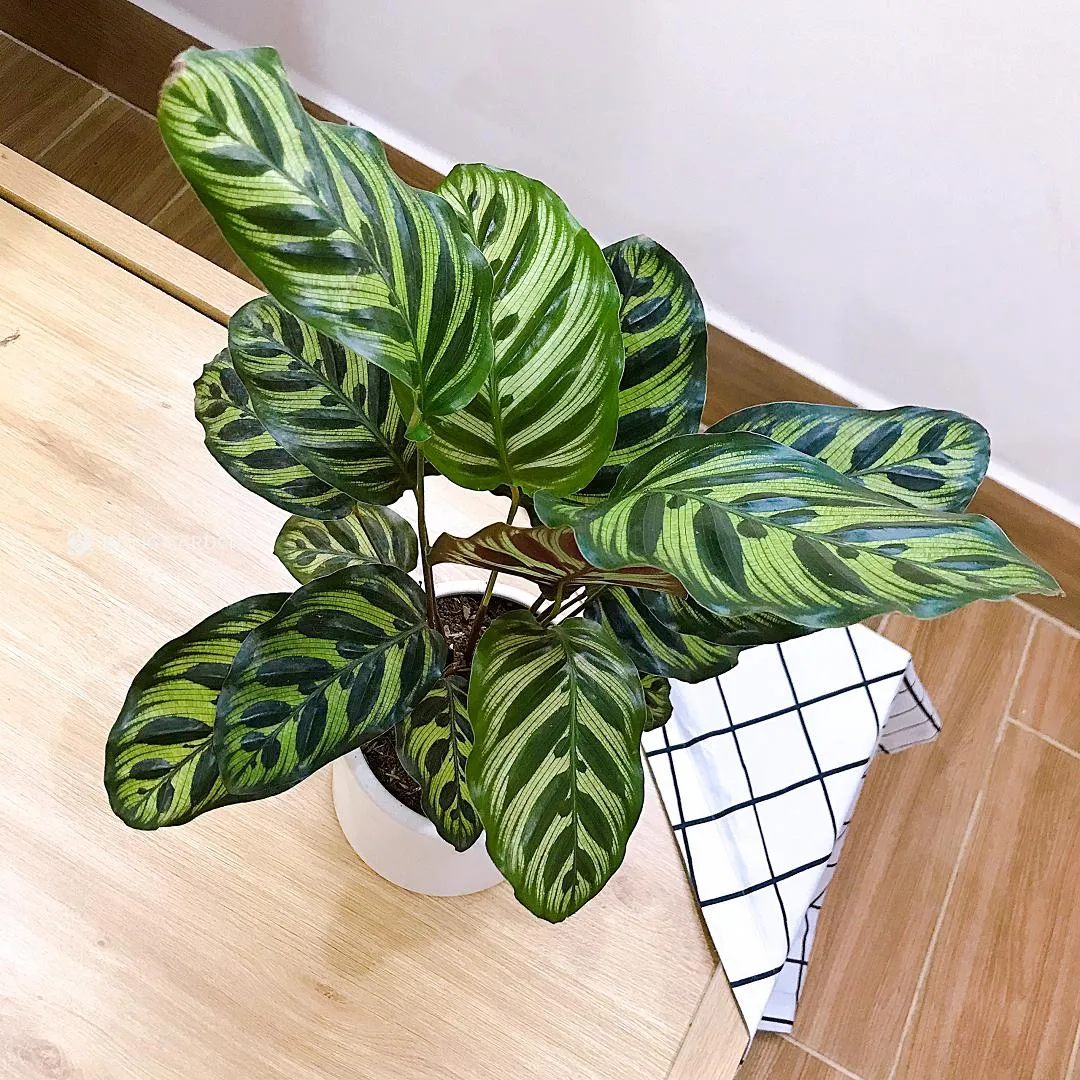 Cây Đuôi Công với họa tiết đẹp mắt